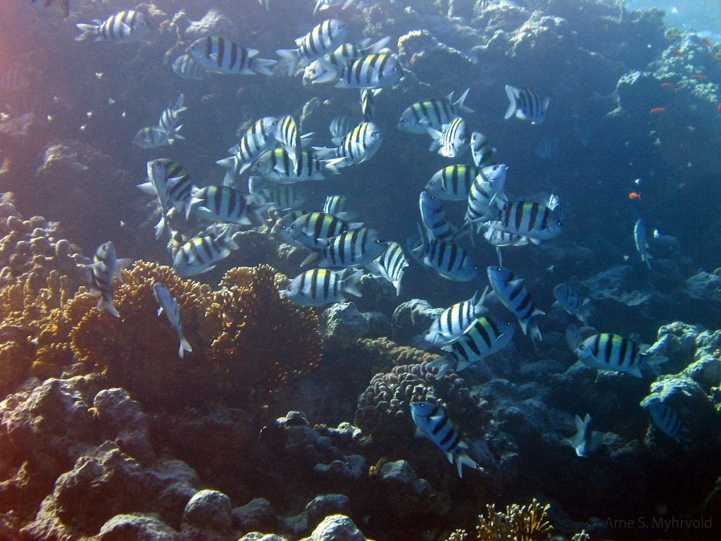 2003- Gordon Reef (3).jpg